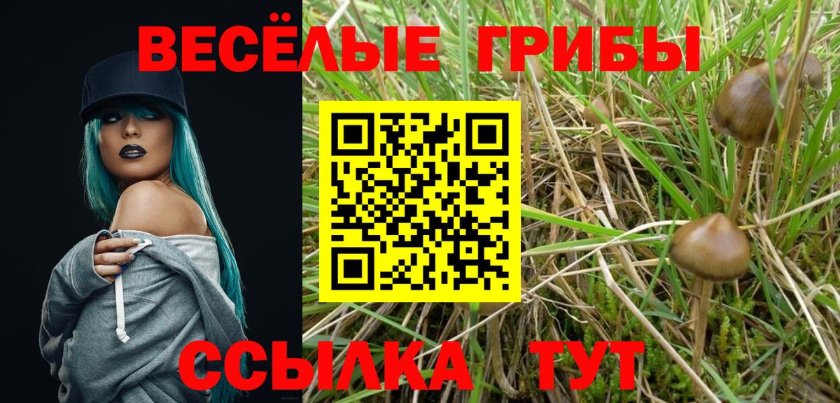 Галлюциногенные грибы Psilocybine cubensis  Псилоцибиновые грибы GOLDEN TEACHER  Кизляр  Вход с VPN 